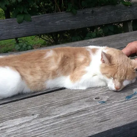 Klampfererhof * Saalfelden