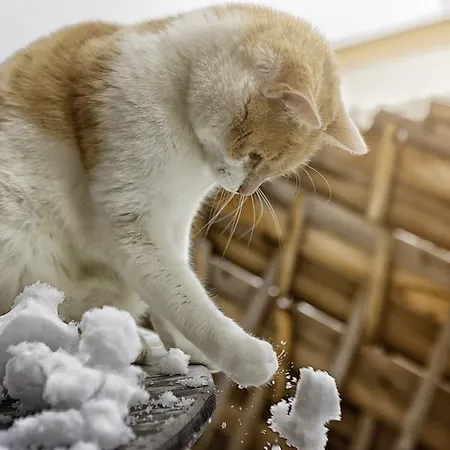 Bauernhof Klampfererhof Saalfelden