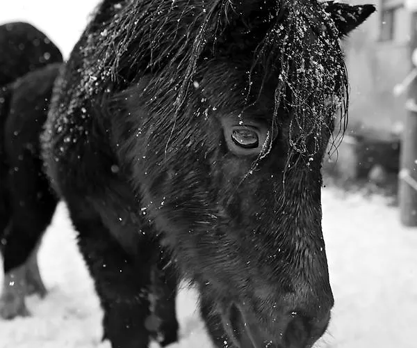 Klampfererhof Çiftlik konaklama