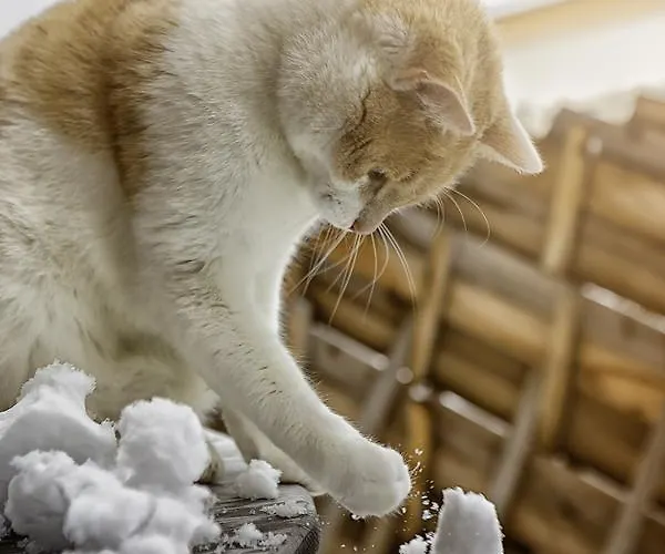 Çiftlik konaklama Klampfererhof Saalfelden